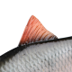 Silikoninis masalas Fox Rage Ultra-Realistic Roach Replicant 10cm/16g